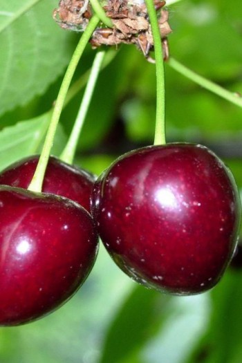 Черешня домашня Наполеон (пізня) | Черешня домашняя Наполеон (поздняя) | Prunus avium Napoleon